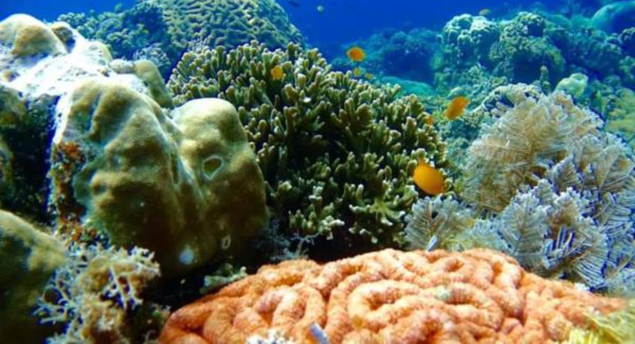 Molave Cove Resort Đảo Panglao Ngoại thất bức ảnh