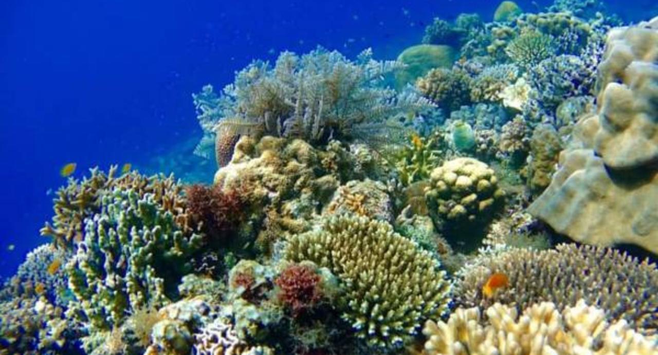 Molave Cove Resort Đảo Panglao Ngoại thất bức ảnh
